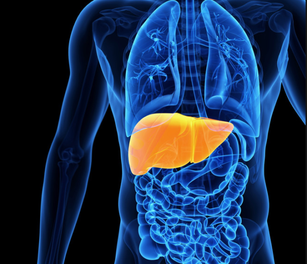 Скільки вивітрюється вино: через якийсь час виведеться келих і пляшка винного напою з організму, фактори, що впливають на швидкість очищення крові від алкоголю